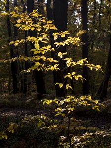 Dark wood forest autumn photo