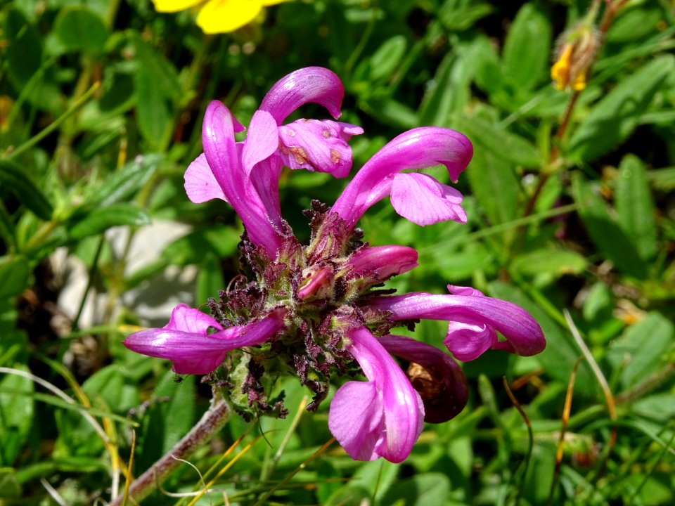 Pédiculaire du mont Cenis, Pedicularis cenisia, Orobanchac… 