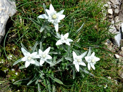 Edelweiss, Leontopodium nivale, Astéracées 