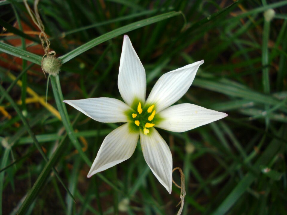 White bloom green
