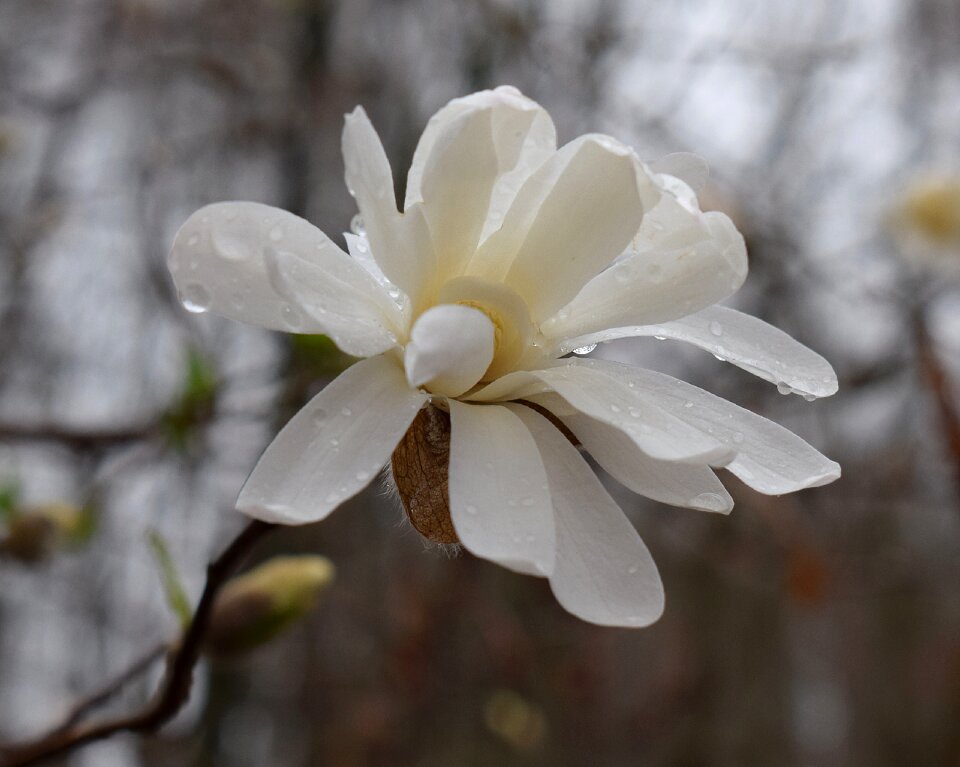 Magnolia tree plant