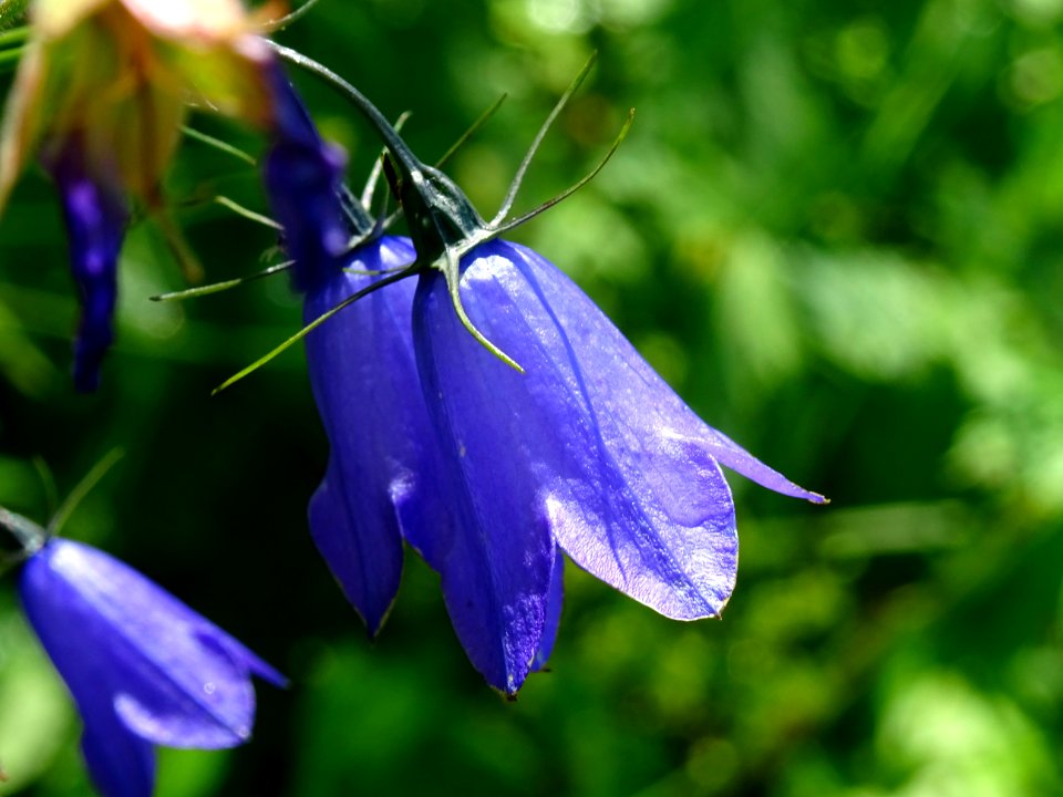 Campanule à feuilles en losange, Campanula rhomboidalis, C… 