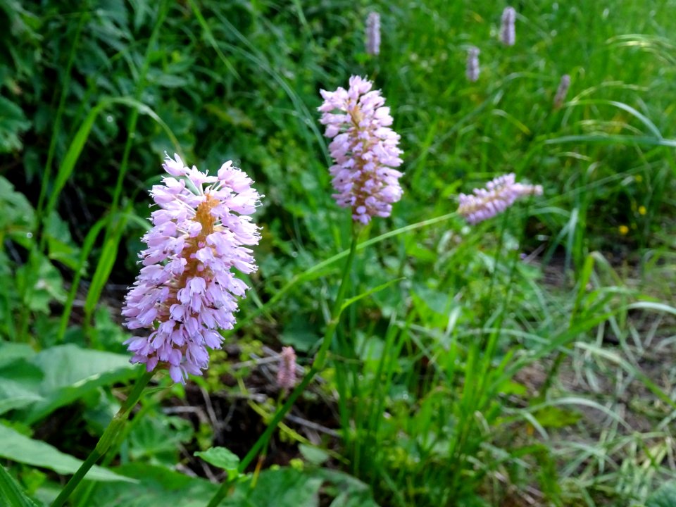 Renouée bistorte, Persicaria bistorta, Polygonacées 