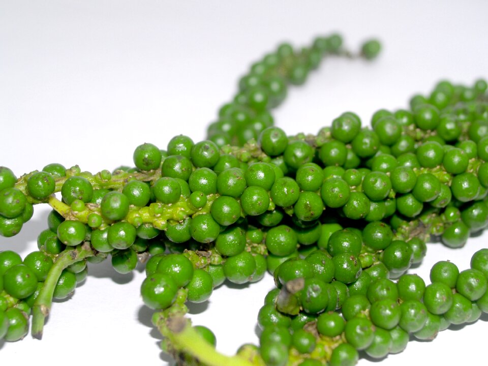 Black black pepper circle