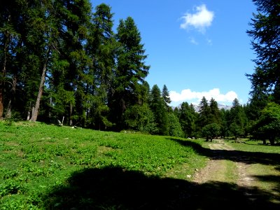 DSC05996 