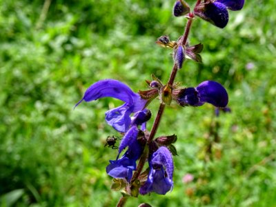 Sauge des prés, Salvia pratensis, Lamiacées 