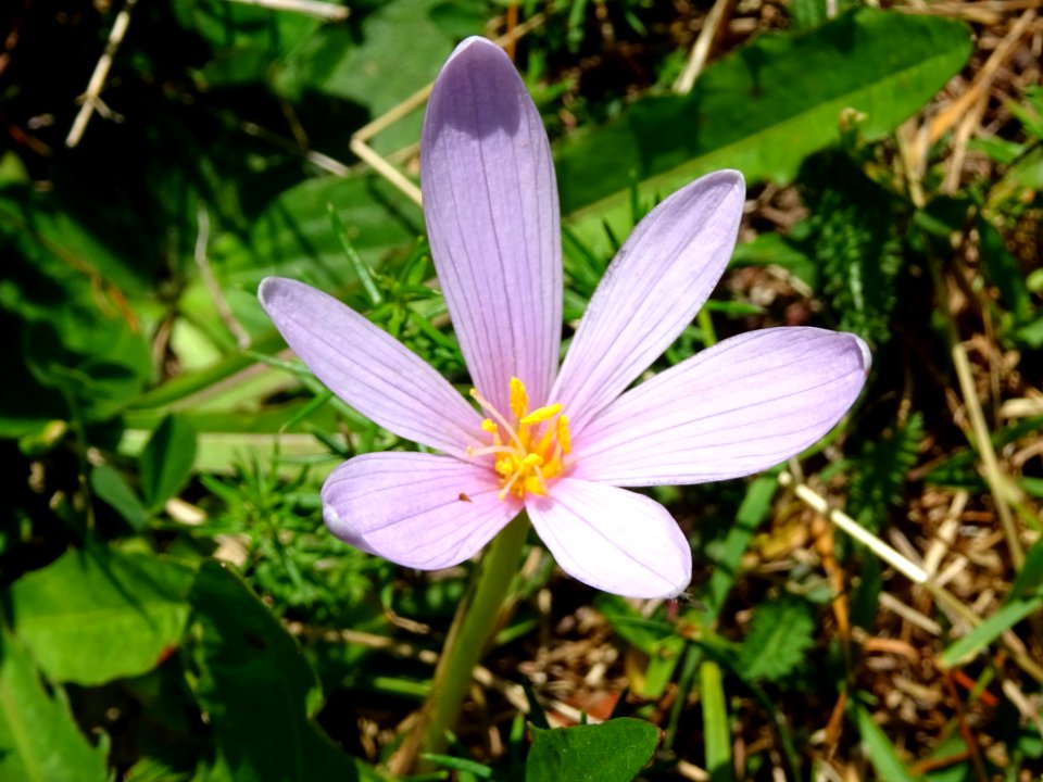 Colchique des Alpes, Colchicum alpinum, Colchicacées 