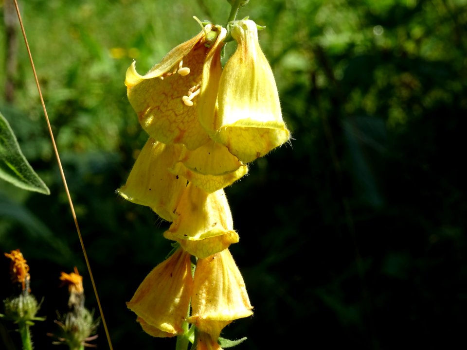 Digitale à grandes fleurs, Digitalis grandiflora, Plantagi… 