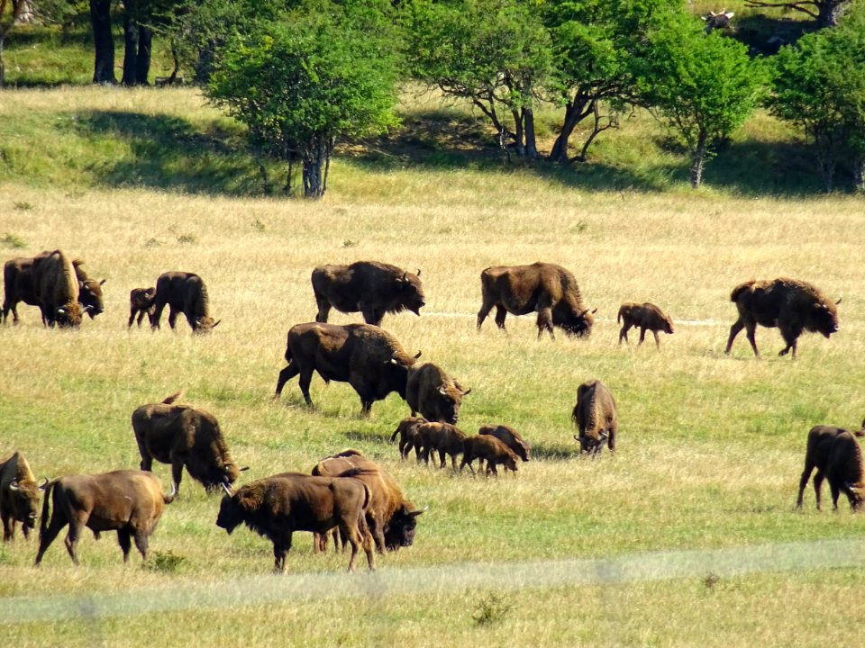 Des bisons d'Europe, Réserve animalière des Monts d'Azur, … 