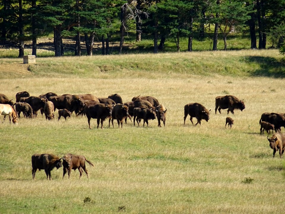 Des bisons d'Europe, Réserve animalière des Monts d'Azur, … 