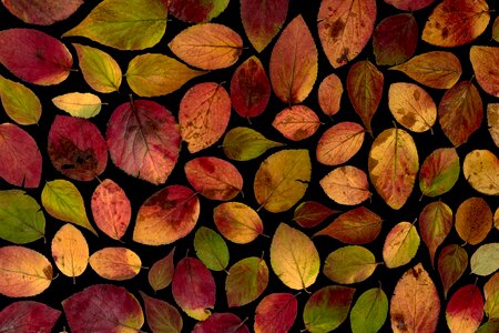 Autumn leaf autumn foliage leaf