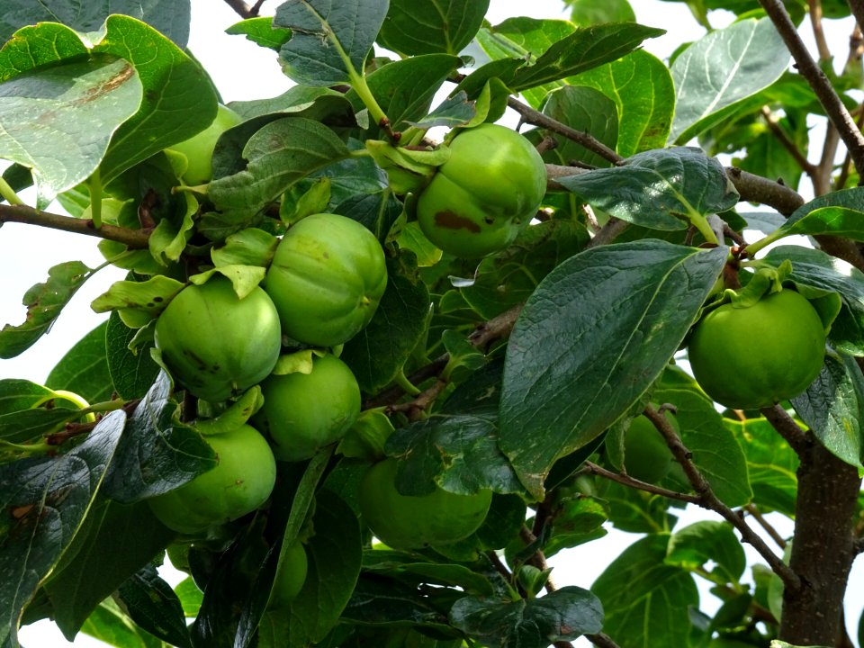 Kaki ou Plaqueminier, Diospyros kaki, Ebénacées 