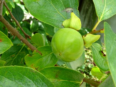 Kaki ou Plaqueminier, Diospyros kaki, Ebénacées 