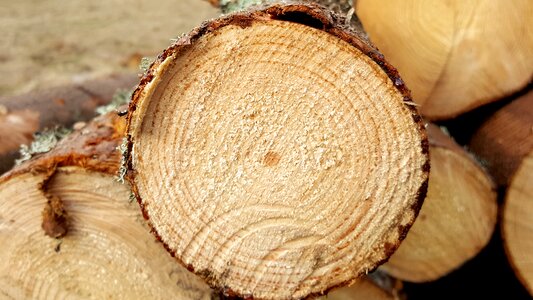 Wood industry wood sawmill