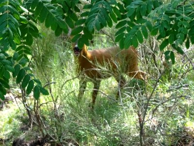 Un chevreuil déboussolé et au souffle rauque ... sûrement … 