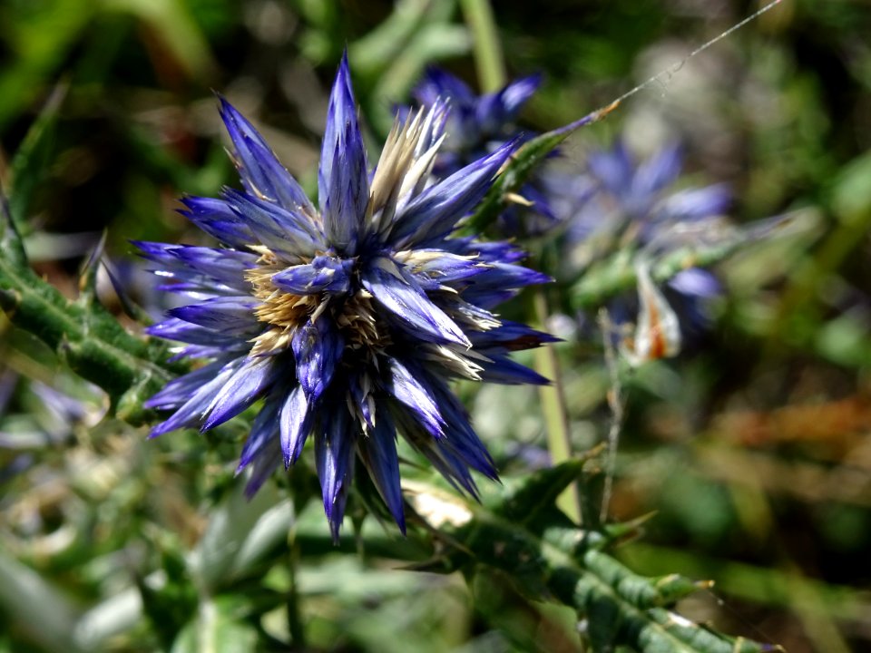 Azurite, Echinops ritro, Astéracées 