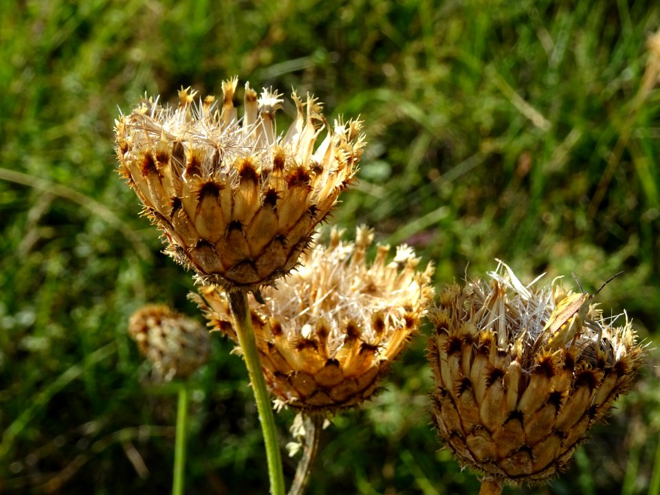 Centaurée des collines, Centaurea collina, Astéracées 