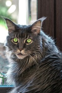 Domestic cat maine coon golden eyes photo