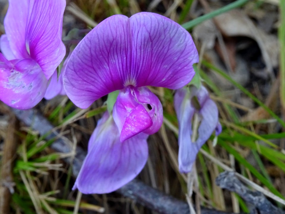Pois de senteur, Lathyrus latifolius, Fabacées 