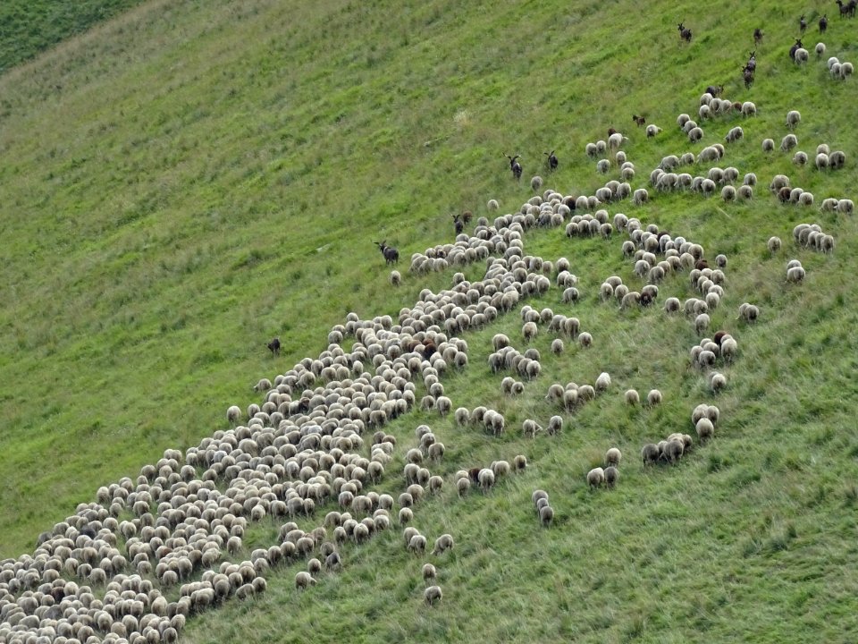 Un troupeau de moutons et de chèvres ... dans la montée ve… 