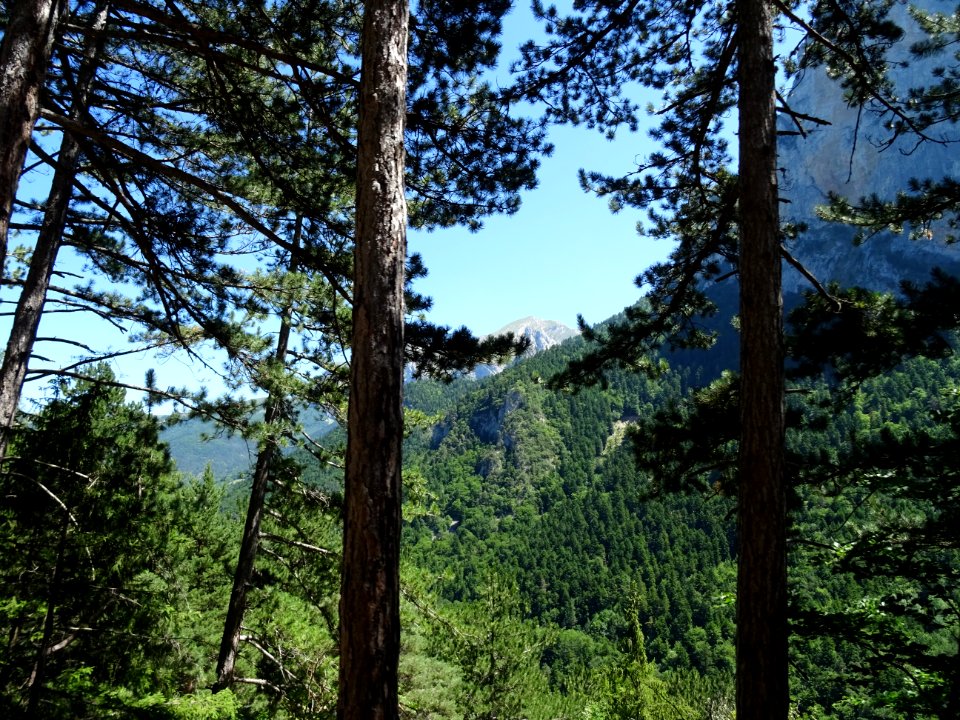 La D537 traverse la forêt domaniale de Pellafol, Isère 