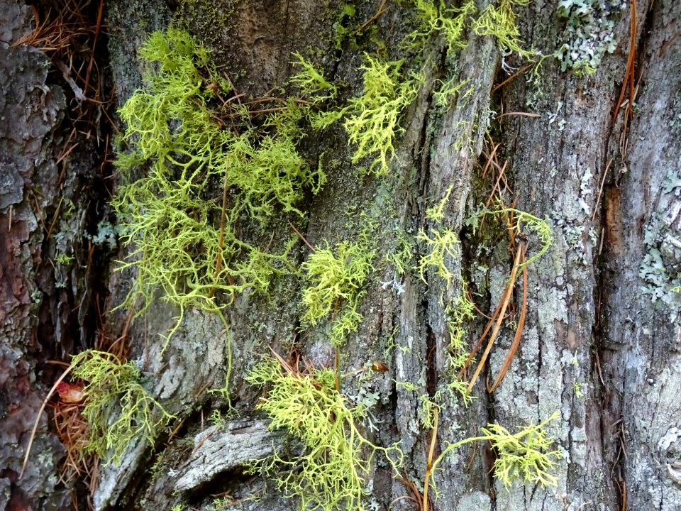 Lichen ... 