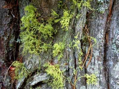 Lichen ... 