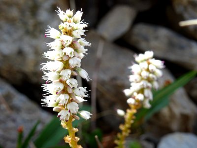 Renouée vivipare, Bistorta vivipara, Polygonacées 