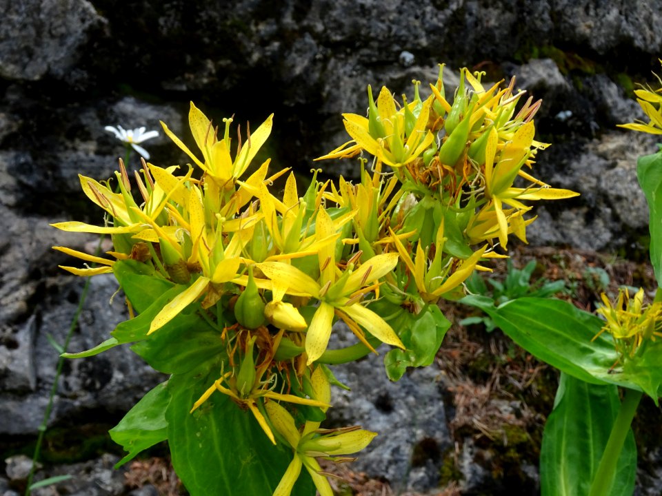 Gentiane jaune, Gentiana lutea, Gentianacées 