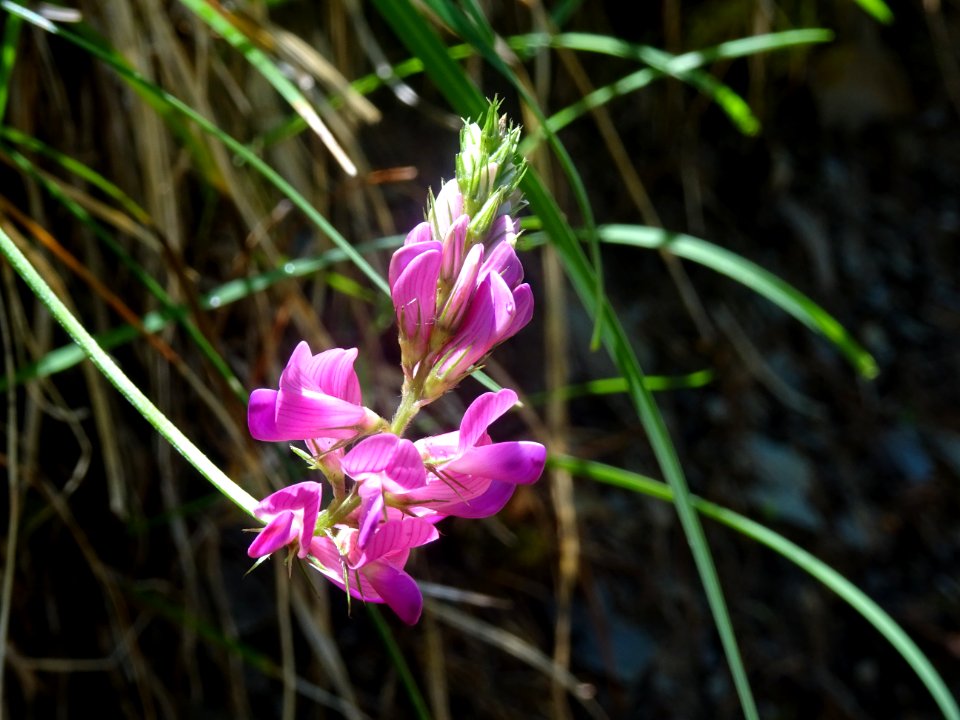 Esparcette, Onobrychis viciifolia, Fabacées 