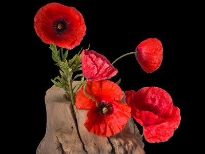 Poppy flower spring klatschmohn photo