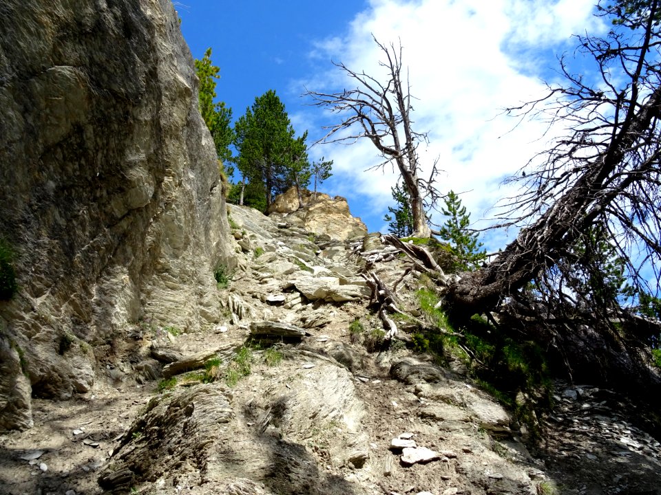 Pin de montagne, Pinus mugo, Pinacées, dans la montée vers… 