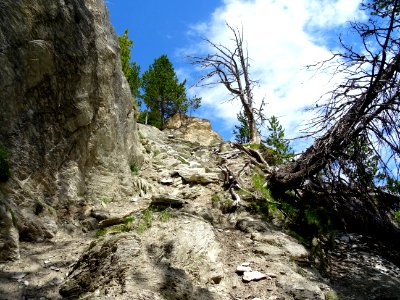 Pin de montagne, Pinus mugo, Pinacées, dans la montée vers… 