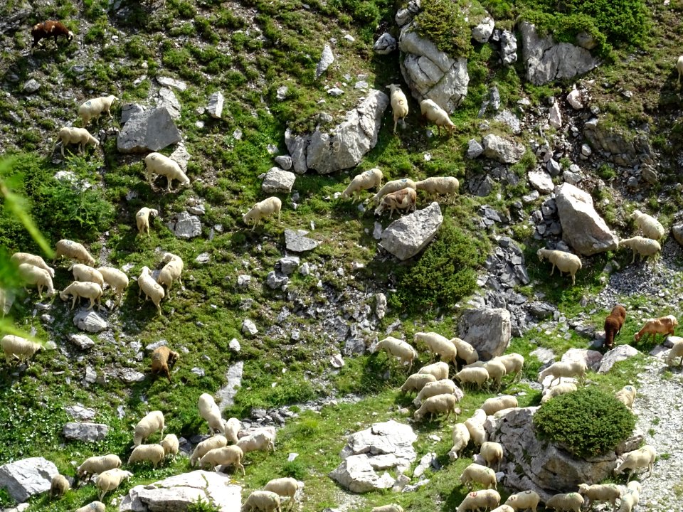 Moutons 