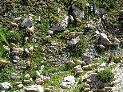 Moutons 