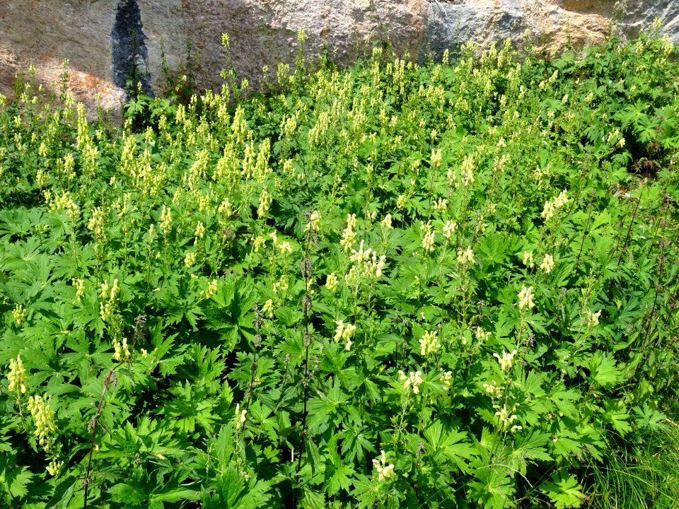 Aconit tue-loup, Aconitum lycoctonum, Renonculacées 