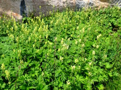 Aconit tue-loup, Aconitum lycoctonum, Renonculacées 