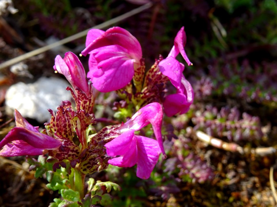 Pédiculaire des marais, Pedicularis pyrenaica, Orobanchacé… 