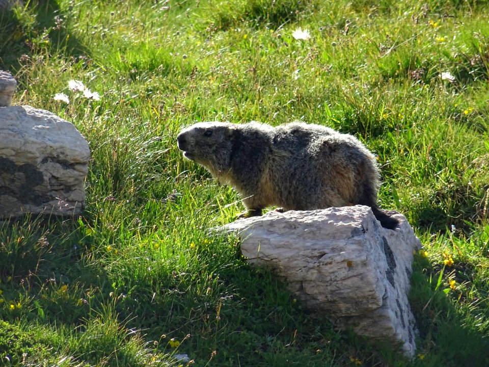 Une marmotte paisible 