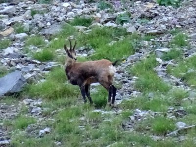 Chamois femelle appelée Chèvre 