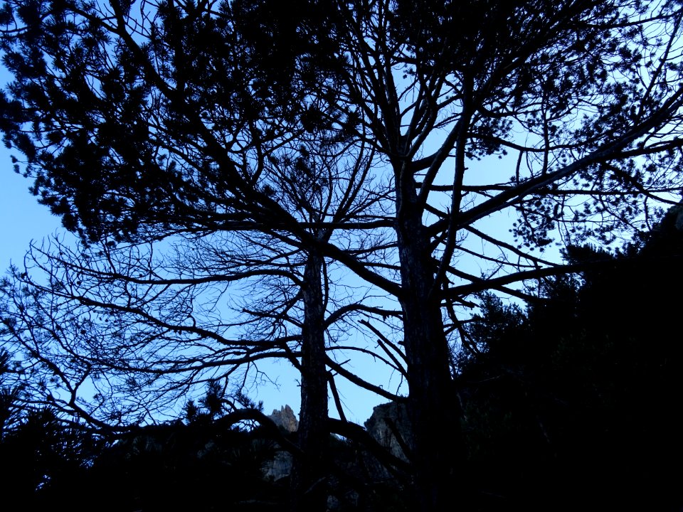 Silhouettes des pins de montagne 