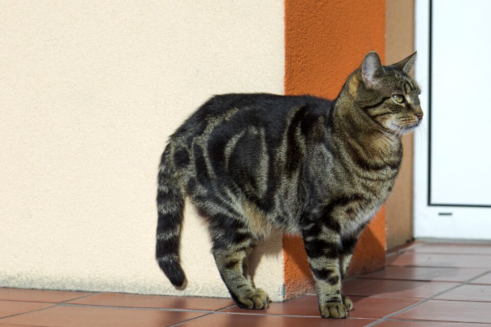 Domestic cat kitten pet