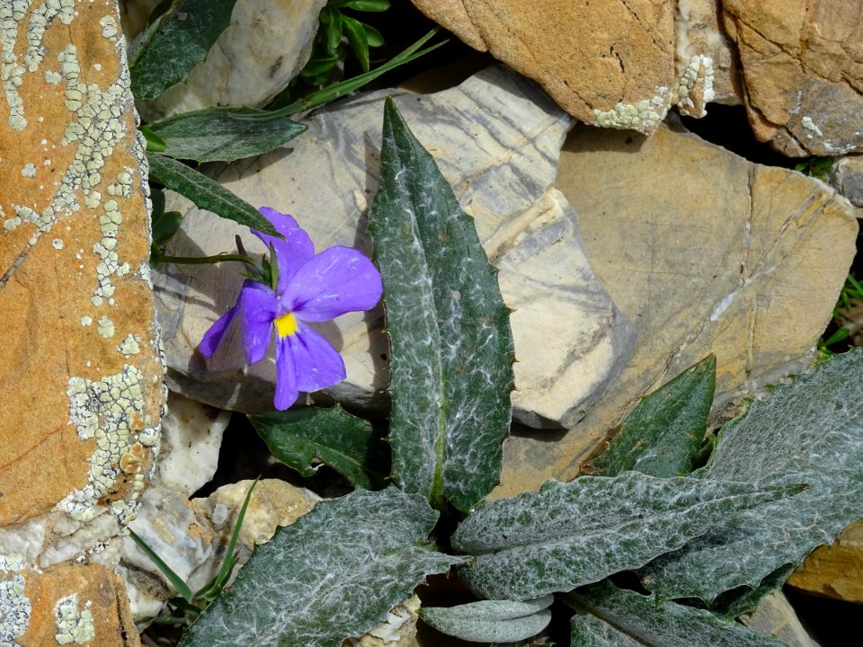 Pensée du mont Cenis, Viola cenisia, Violacées 