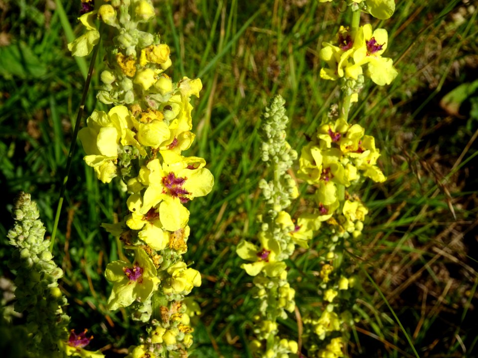 Molène bouillon noir, Verbascum nigrum, Scrophulariacées 