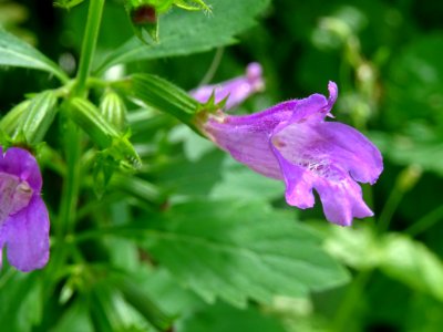 Calament à grandes fleurs, Clinopodium grandiflorum, Lamia… 