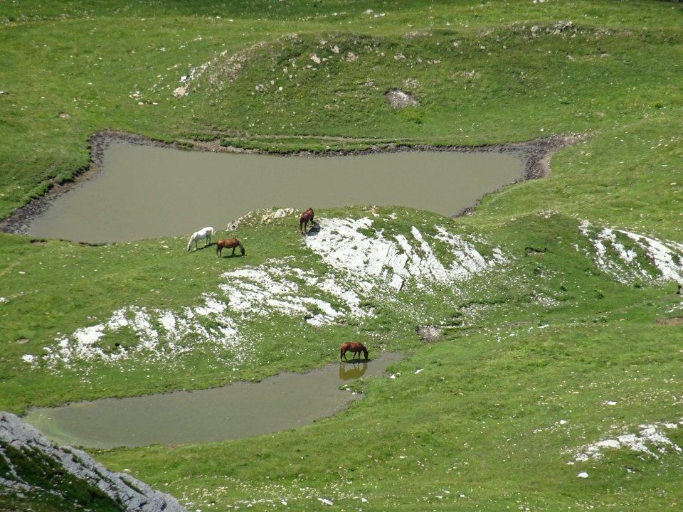 Chevaux sur l'alpage 