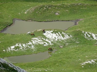 Chevaux sur l'alpage 