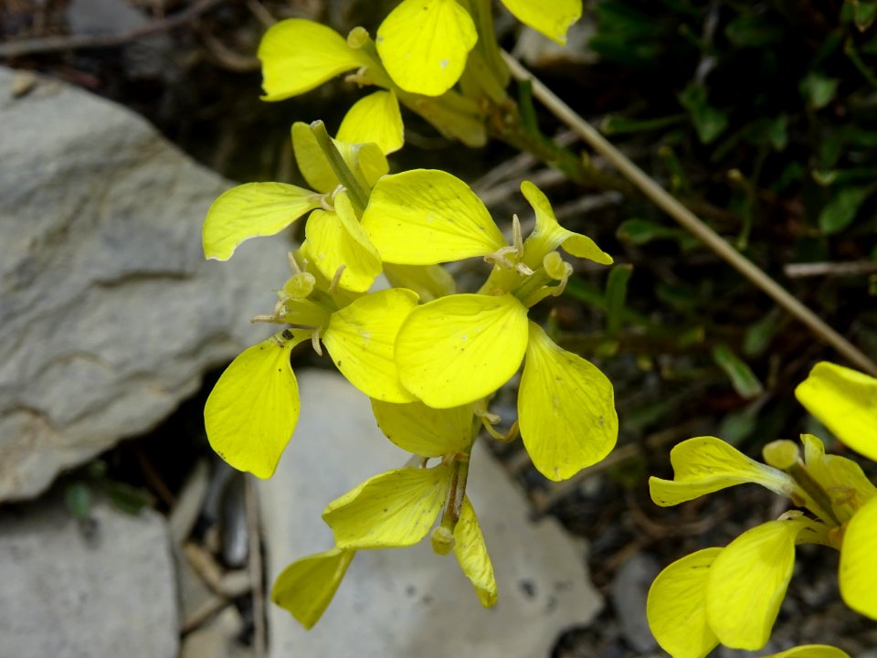 Vélar jaunâtre, Erysimum ochroleucum, Brassicacées 