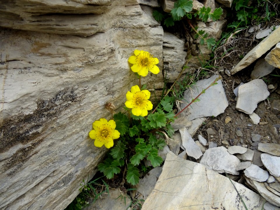 Benoîte rampante, Geum reptans, Rosacées 