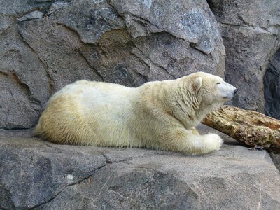 Bear white mammal photo